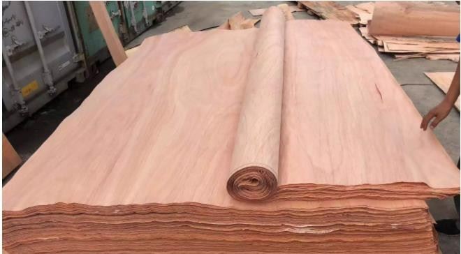 Bintangor Veneer Natural Wood For Plywood